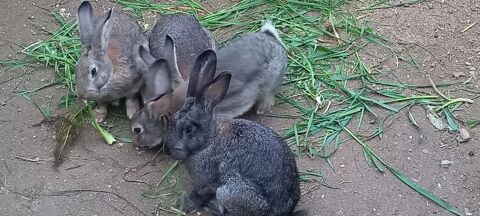 LAPINS DE COMPAGNIE 15 83400 Hyères