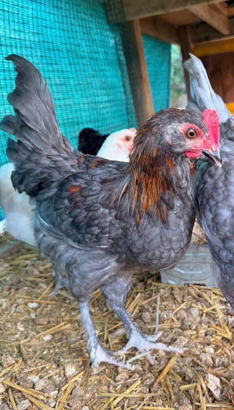 Magnifique jeune coq crois&eacute;, tr&egrave;s gentil ? Id&eacute;al pour basse- 25 17350 Le mung