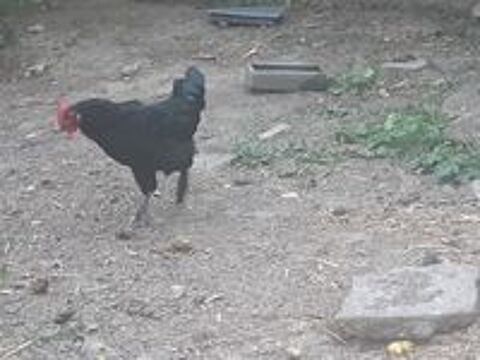   Coq noir semi- nain type noir du Berry 