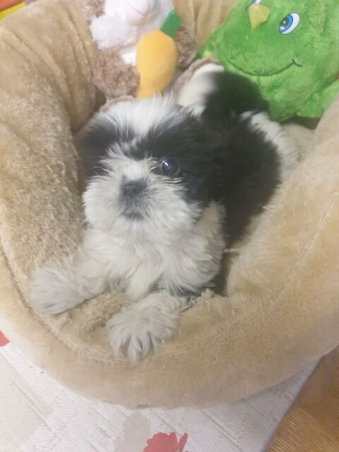 MAGNIFIQUE SHIH TZU FEMELLE NOIR ET BLANCHE &Agrave; R&Eacute;SERVER.. 750 86400 Civray