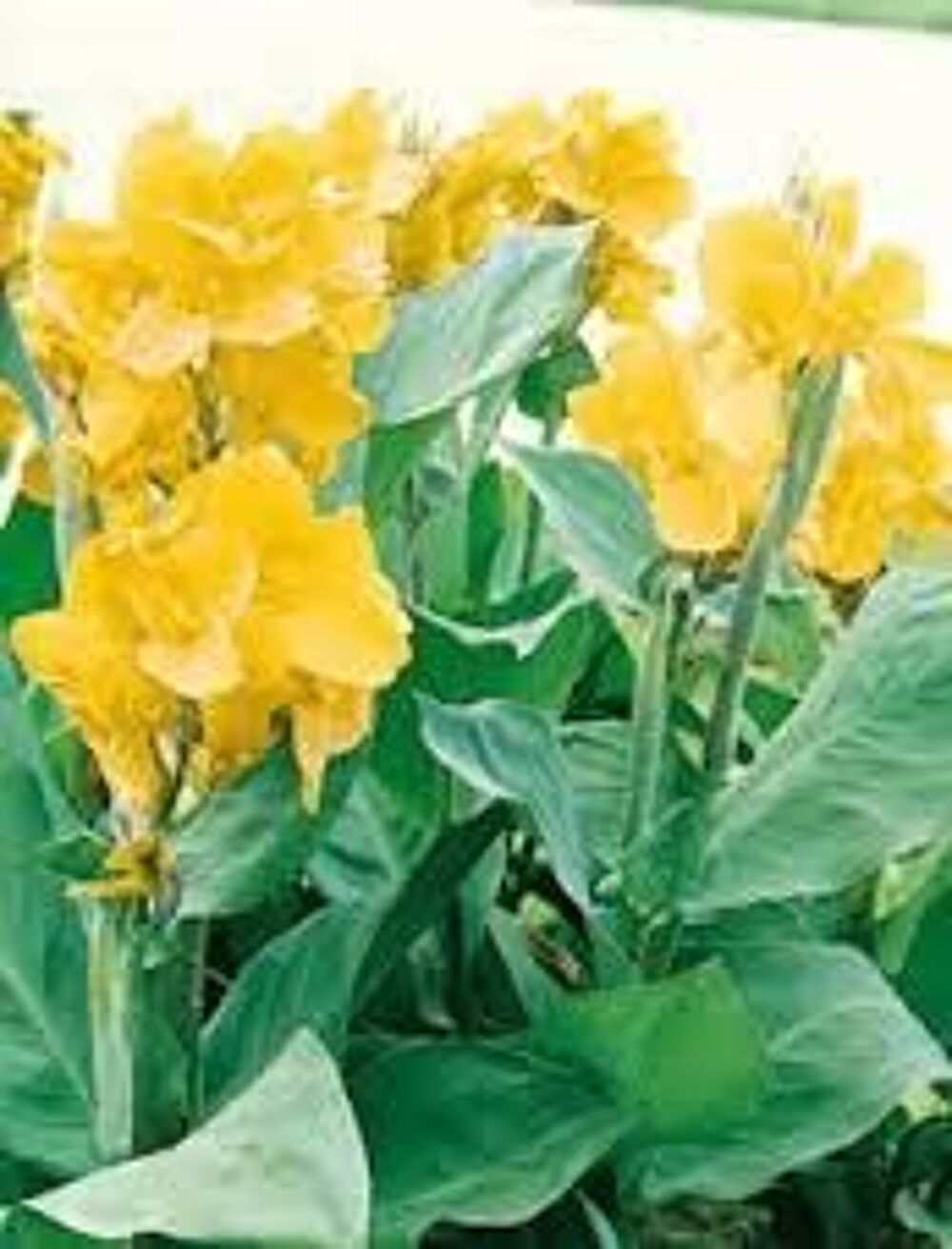 3 bulbes de canna couleur jaune Jardin