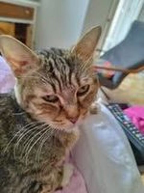   Chat MINOU  l adoption 