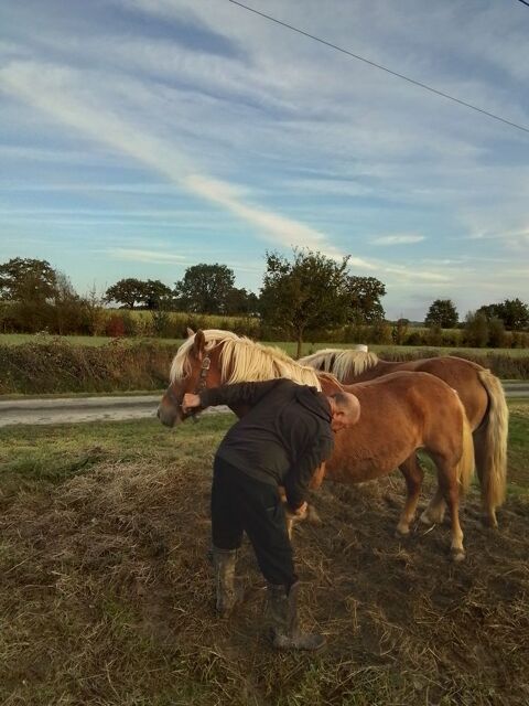 Poulain haflinger 2000 35240 Retiers