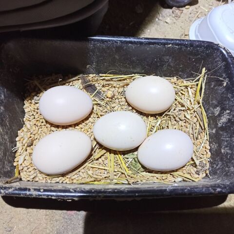 Oeufs f&eacute;cond&eacute;s coq espece Madagascar 10 91150 Étampes