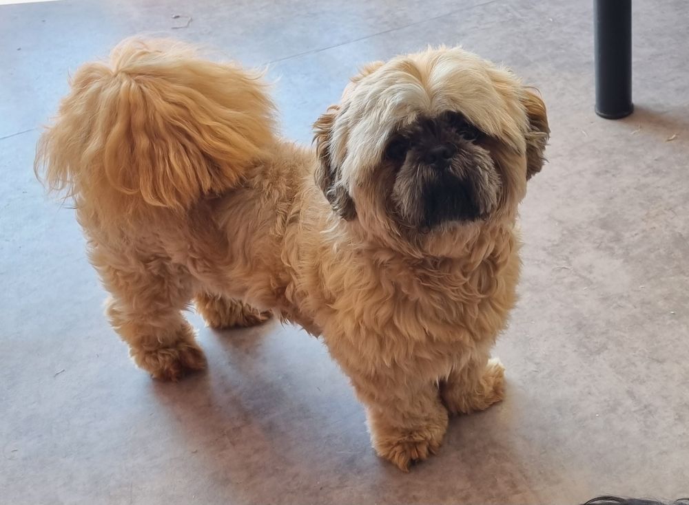   A placer shih tzu mâle adulte 