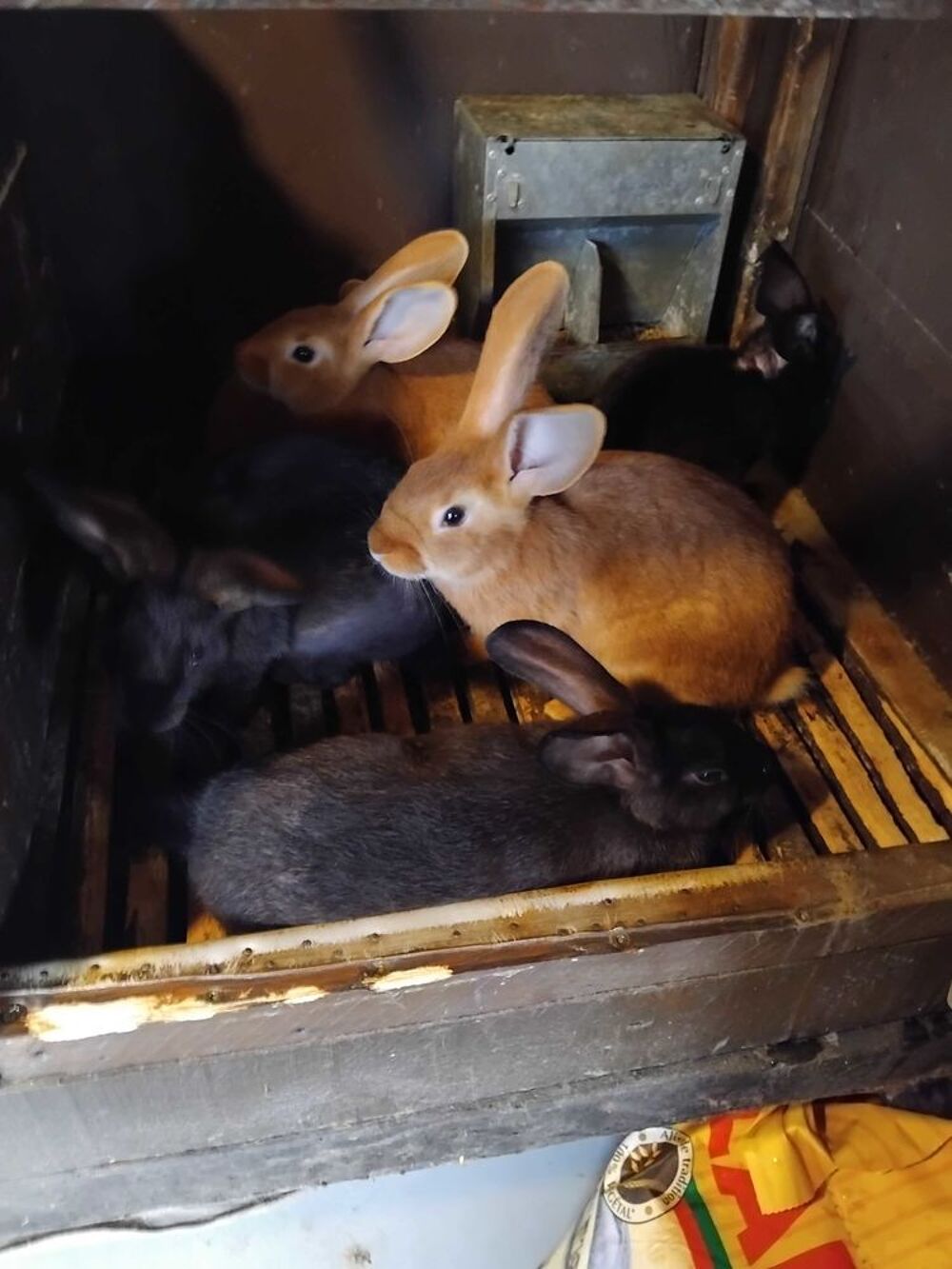 lapin g&eacute;ant des flandres Dcoration