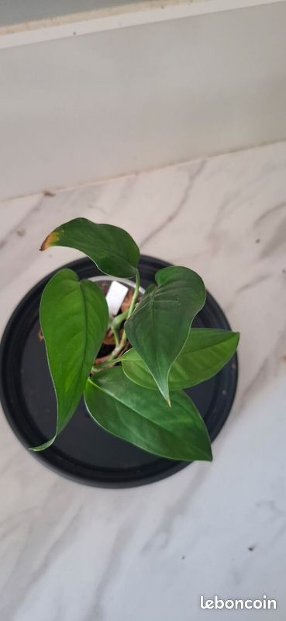 Monstera obliqua brazil bouture 49 Décoration