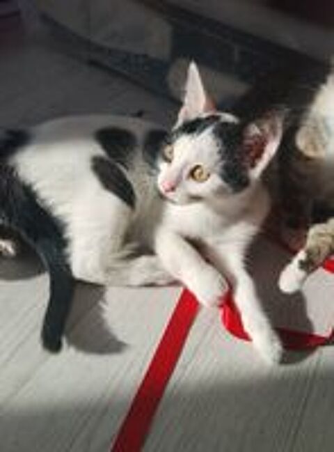  Domino chaton 3 mois à l'adoption sur Lille 
