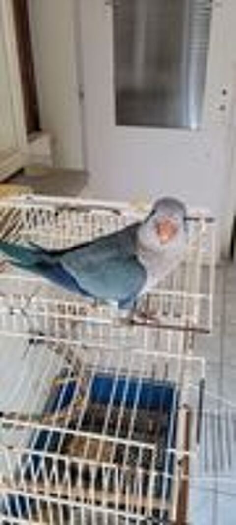   Perruche souris (conure) eam  