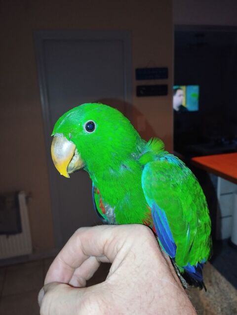 Eclectus EAM 750 29430 Plouescat