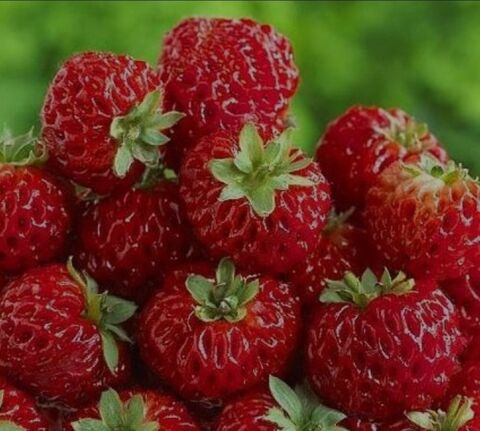 100 graines BIO de fraises FRAMBERY 8 Wattrelos (59)