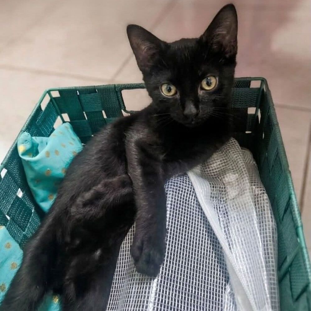   STELLA 