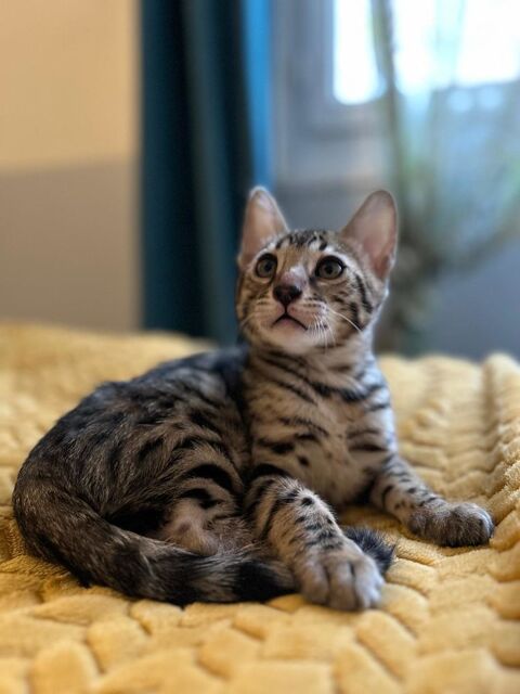 Magnifique bébé bengal 900 95130 Franconville