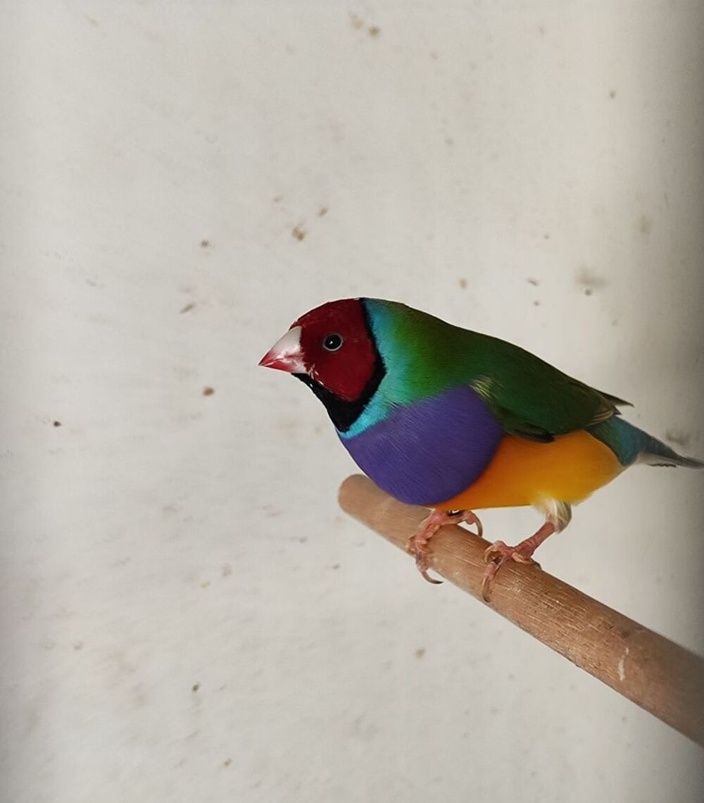   Gould male  