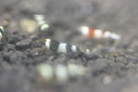   Crevettes d'eau douce red et black crystal 