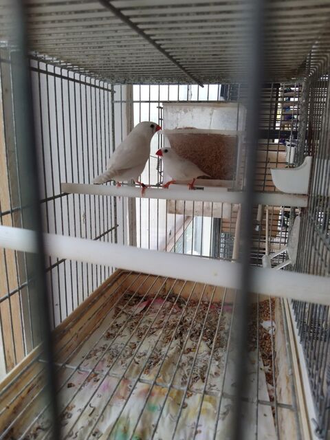 Mandarin 30 93600 Aulnay-sous-bois