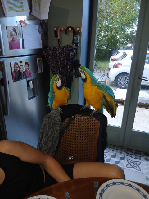 couple perroquet ara ararauna 4200 64990 Urcuit