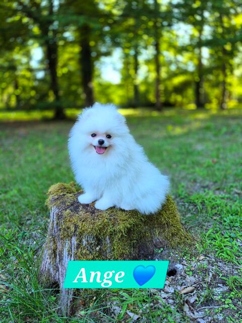 ANGE magnifique spitz nain pomeranien LOF blanc 3500 45290 Ouzouer-des-champs