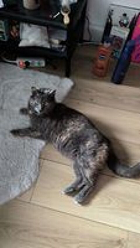   Michat, 4 ans, cherche un bon foyer  