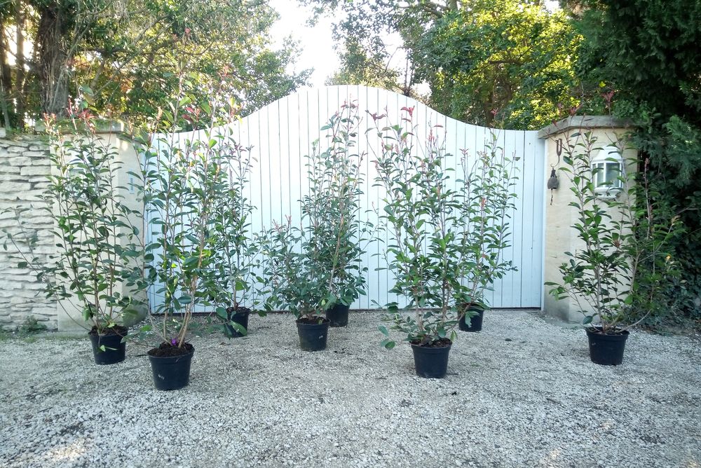 Arbuste d'ornement et de haie Photinia 'Red Robin'. Jardin