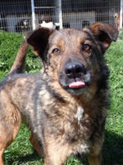   Baps à l'adoption 