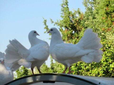 Pigeon blanc paon 15 83136 Néoules