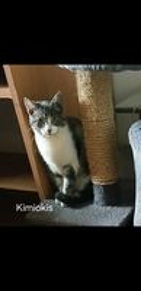   4 MIGNONS CHATONS  
