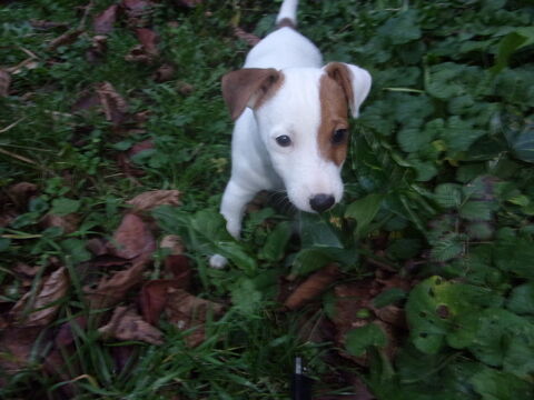 Ayden bb jack russell terrier 700 16240 Paizay-naudouin-embourie