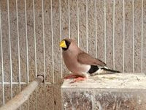   Oiseaux Bec d'argent  