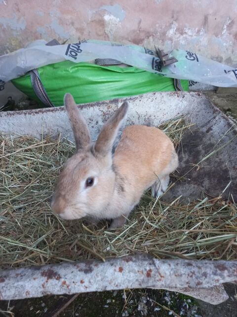 Jeune lapin fermier femelle de 1 an croisé papillon japonais 30 67580 Forstheim