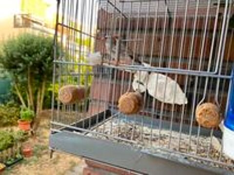   2 femelles diamant mandarin 