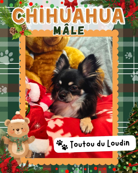 Chiot chihuahua m&acirc;le poils longs 450 18140 Pr�cy