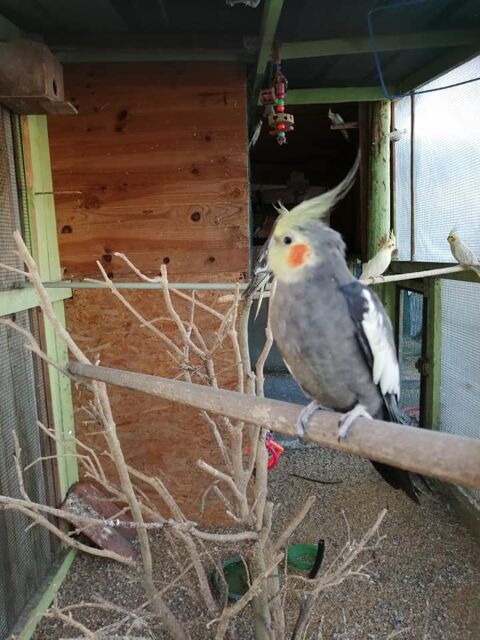 Calopsitte male 15 32400 Sgos