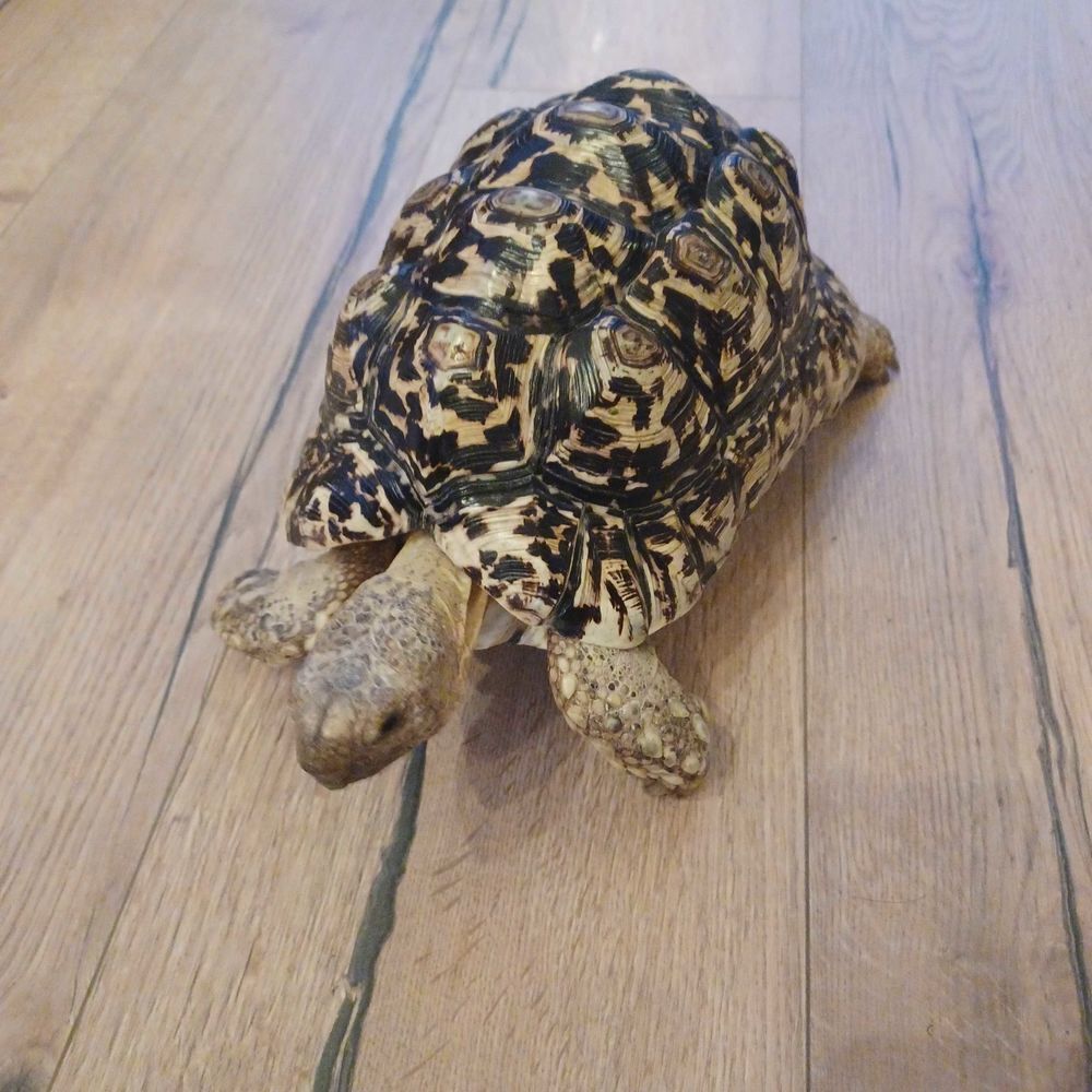 Tortue L&eacute;opard geochelone pardalis Jardin