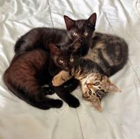   Très Beaux Chatons Totalement Sevrés En Parfait Santé  