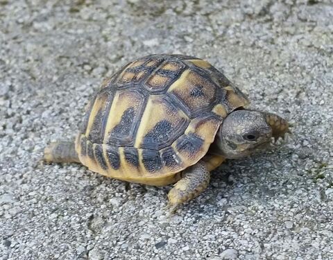 Bébés tortues de terre nées en aout 2023 120 73100 Grsy-sur-aix