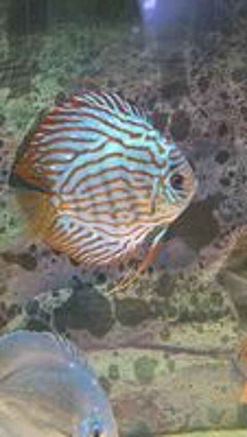   Discus eau robinet 