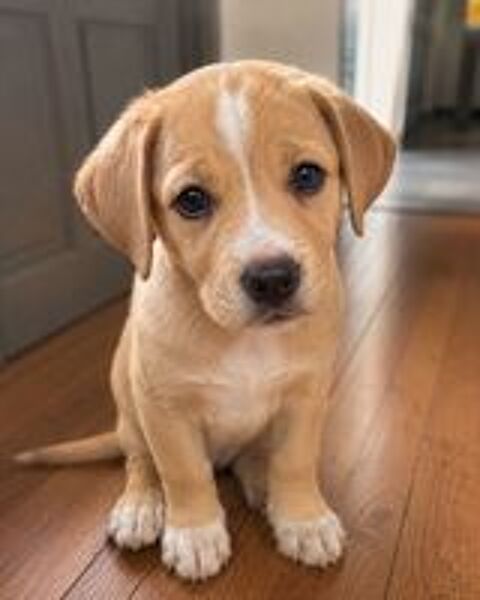   chiots 