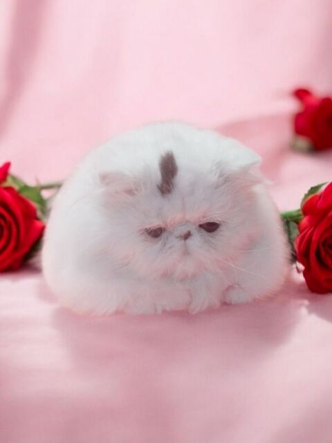 Femelle PERSANE Van brown tabby (3&4*CB) 890 58300 Cossaye