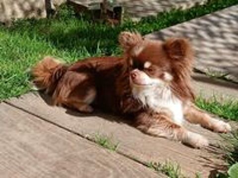   Mâle Chihuahua LOF de 2 ans, couleur chocolat 