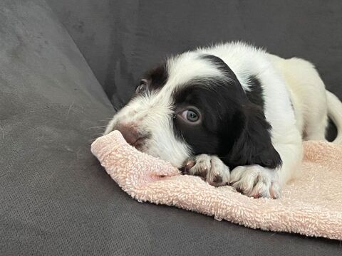 Chiot Épagneul Français LOF 850 12400 Versols-et-lapeyre