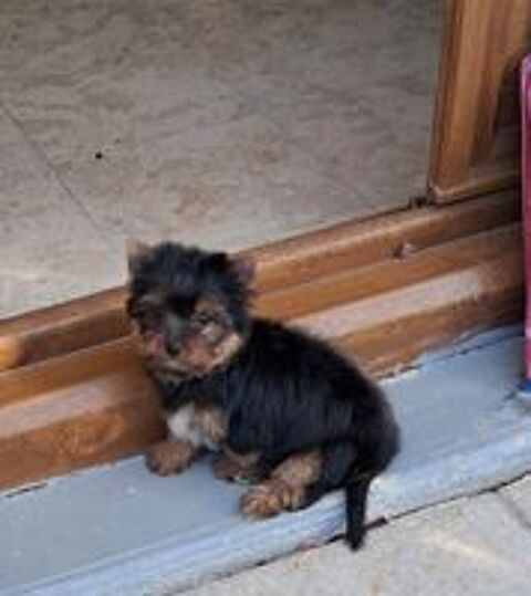   BB yorkshire mâle disponible  
