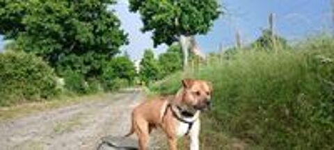   Chien typé dogue à l'adoption (don) 