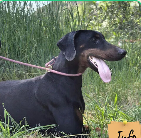 Atos 230 26700 Pierrelatte