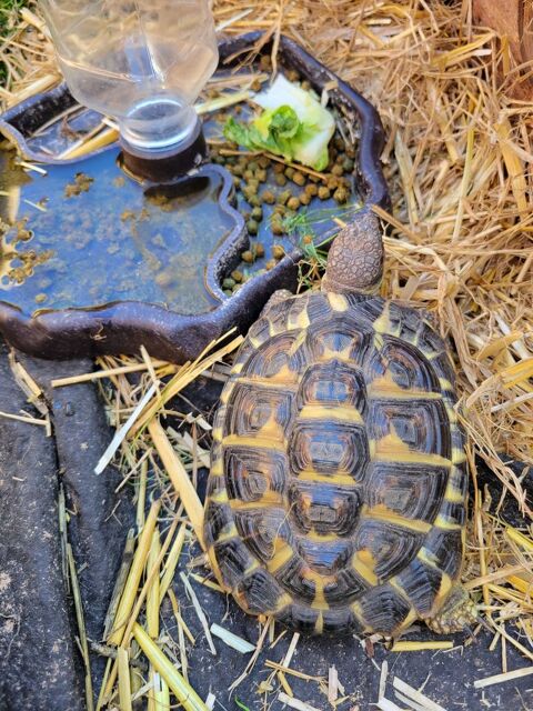 Tortue H 40 34300 Agde