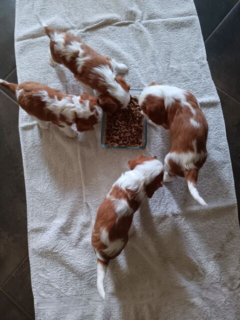 Chiots Cavaliers King Charles  1100 35600 Redon