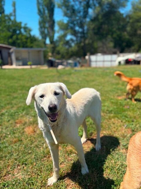 BELKA CROISEE LABRADOR 3 ANS 250 62100 Calais