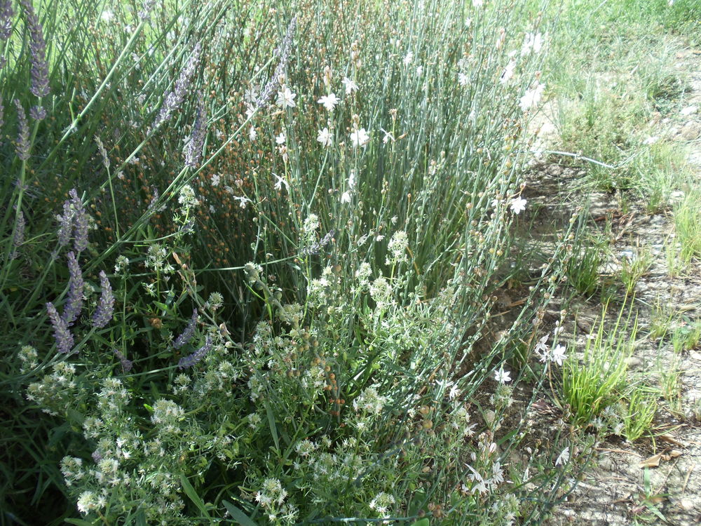 
Asphodele fistuleux
Jardin