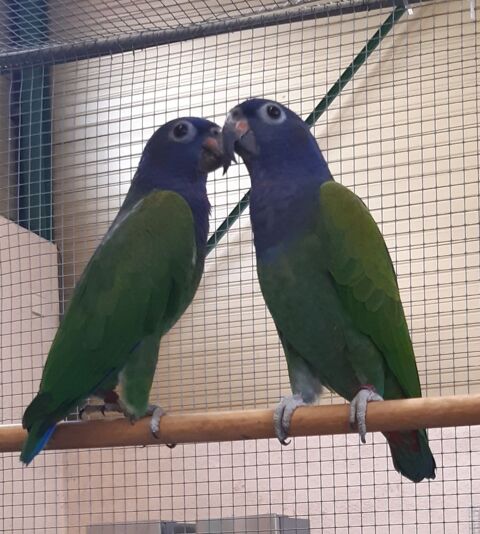 Pionus Menstruus ou Pione à tête bleue 550 66350 Toulouges