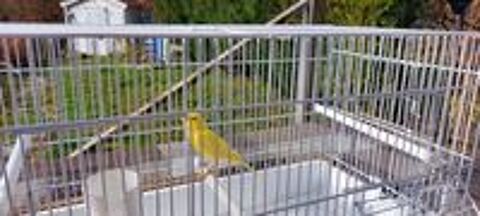   Canaris  